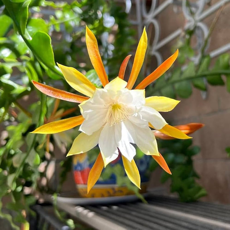 Epiphyllum Anguligar Flower seeds for Planting Sun Loving Heirloom & GMO Free Seeds for Home Garden
Sale seeds for home garden planting