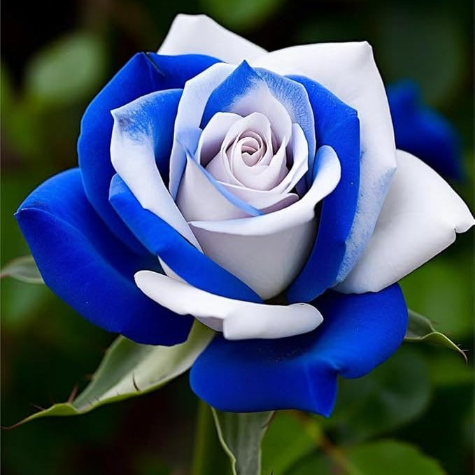 Rose Flower seeds for Planting - Low Maintenance, Heirloom & GMO Free Seeds for Home Garden
Sale for planting in home garden