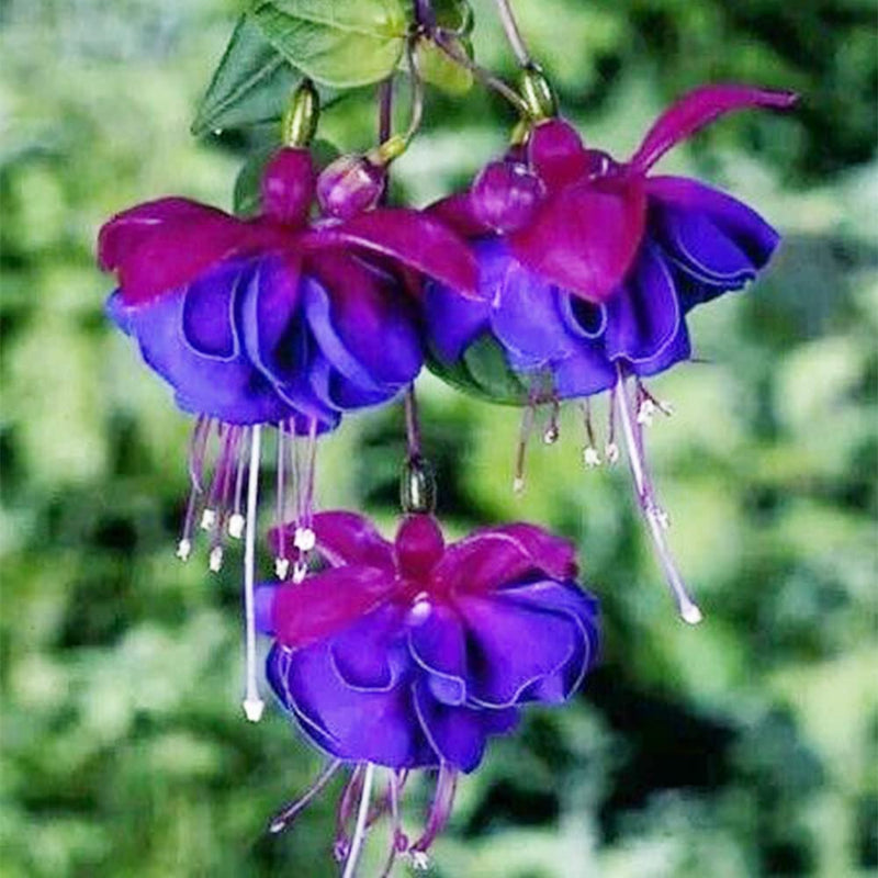 Light Blue Pink Fuchsia Flower Seeds for Planting Pollinator Friendly Heirloom & GMO Free Seeds for Home Garden
Sale