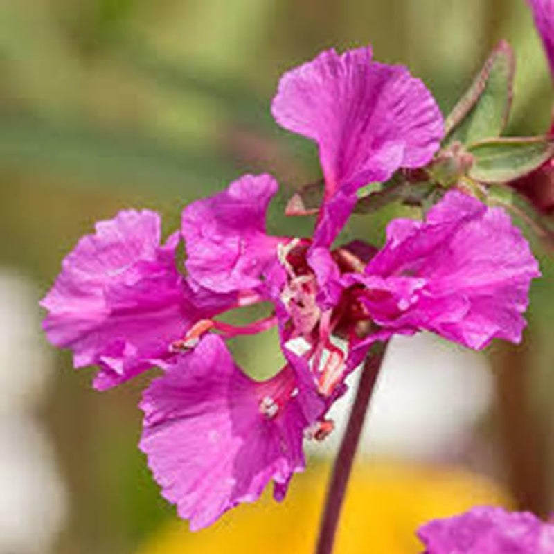 Purple Elegant Clarkia Seeds for Planting Vibrant Annual Flower Blooms
