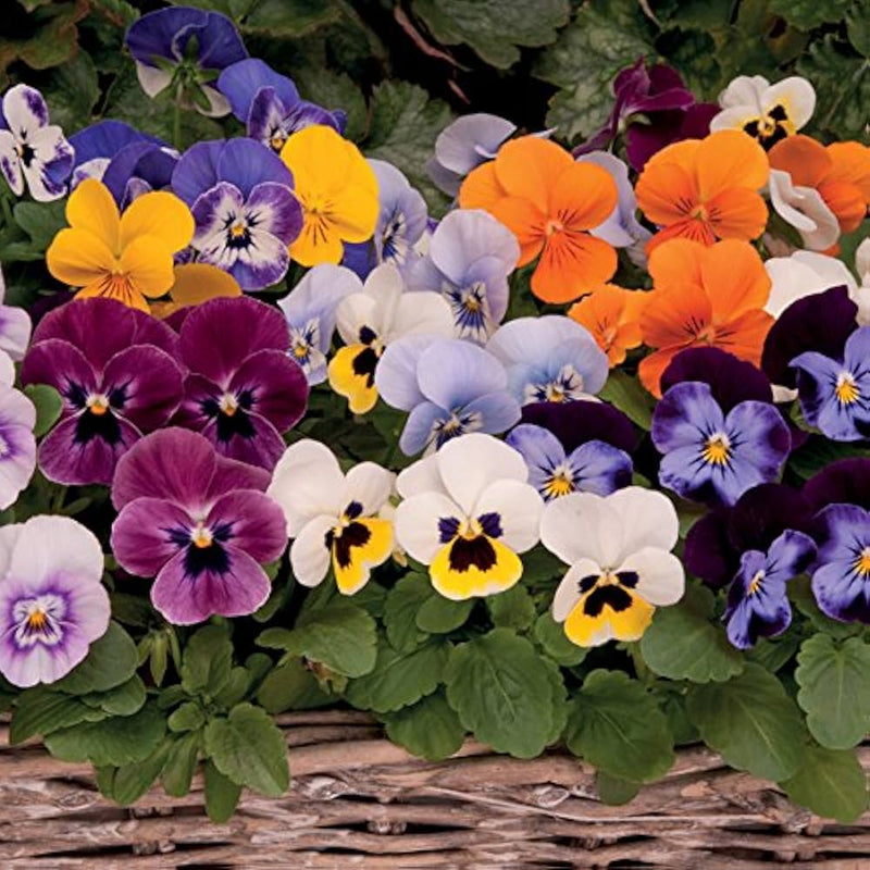 Mixed Viola Sorbet Flower seeds for Planting - Perfect for Borders, Heirloom & GMO Free Seeds for Home Garden
Sale for planting in home garden.