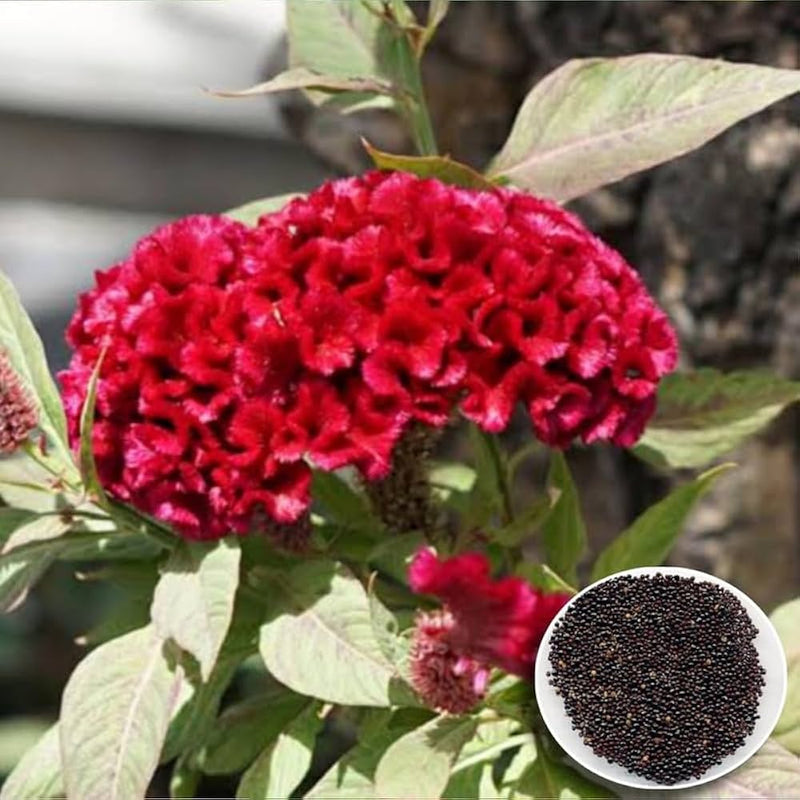 Hahnenkammblumensamen cockscomb flower seeds