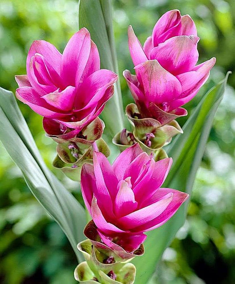 Rhizoma Curcuma Flower seeds for Planting - Wildflower Mix, Heirloom & GMO Free Seeds for Home Garden
Sale seeds for planting in home garden