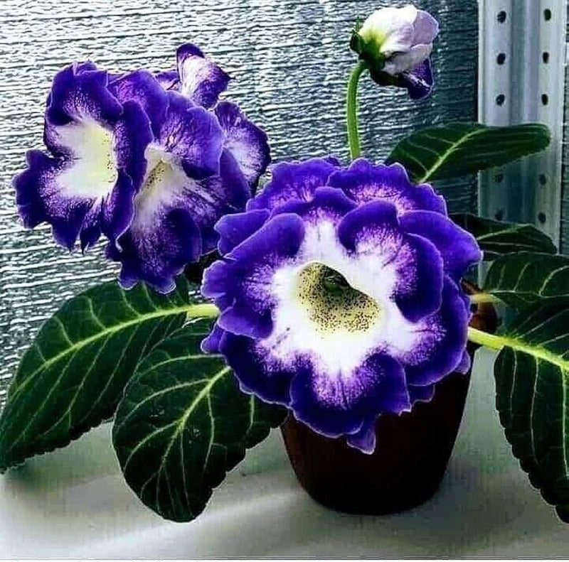Blue White Gloxinia Flower Seeds Vibrant Colors Heirloom & GMO Free Seeds for Home Garden
Sale