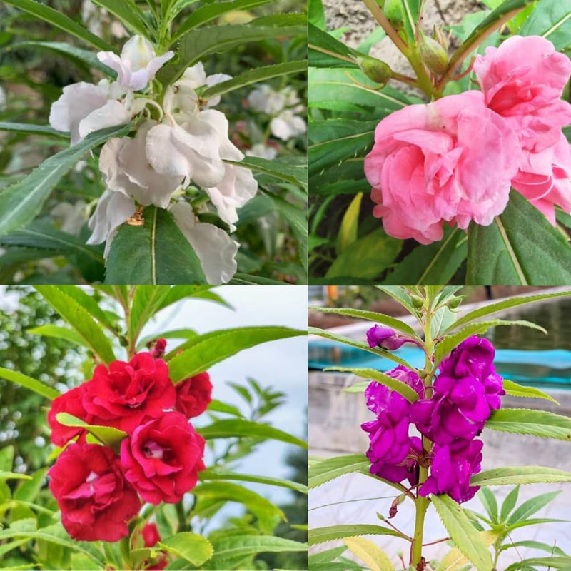 Pink EveningScented Home Garden Flower Seeds for Planting Vibrant Colors Heirloom & GMO Free Seeds for Home Garden
Sale