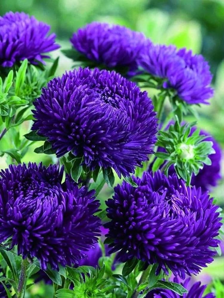 Dark Violet Aster Callistephus Flower Seeds for Planting Pollinator Friendly Heirloom & GMO Free Seeds for Home Garden
Sale