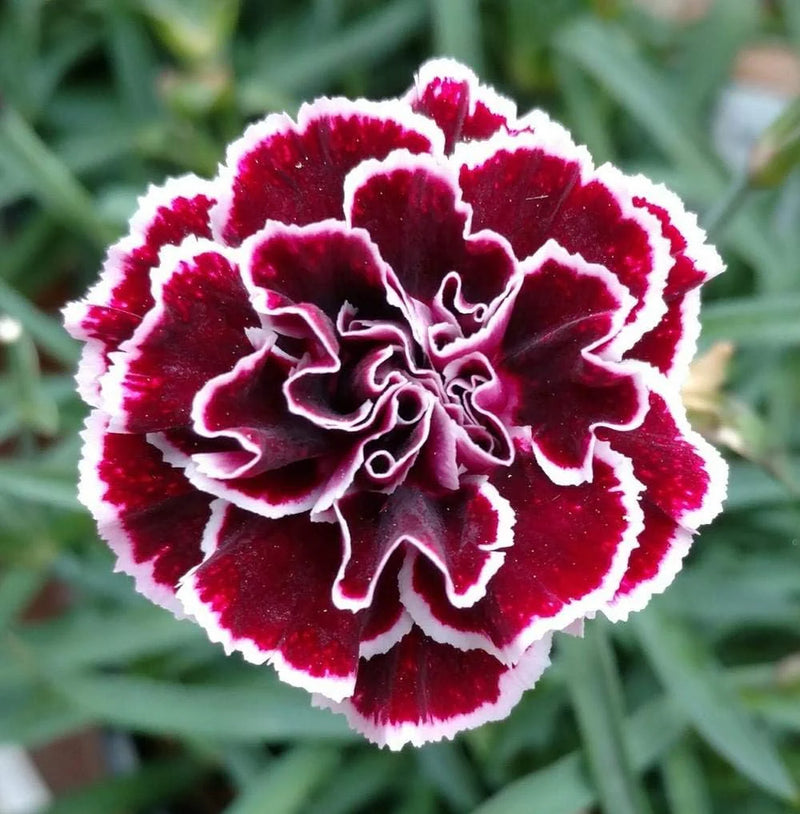 Marron Mix Dianthus Caryophyllus Flower Seeds for Planting Perfect for Borders Heirloom & GMO Free Seeds for Home Garden
Sale