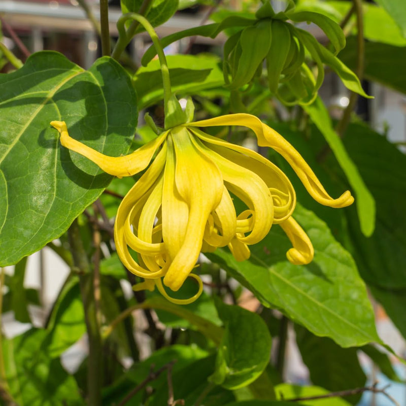 Cananga Odorata Flower seeds for Planting - Bright Blooms, Heirloom & GMO Free Seeds for Home Garden
Sale seeds for home garden