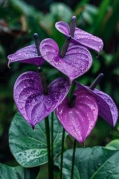 Dark Purple Anthurium Flower Seeds for Planting Cut Flower Favorite Heirloom & GMO Free Seeds for Home Garden
Sale