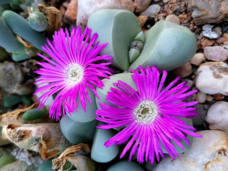 Argyroderma (Argyroderma Flower) seeds for planting in home garden