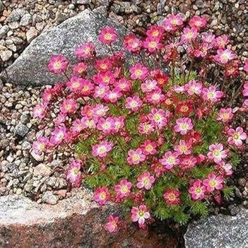 Pink Saxifraga Flower seeds for Planting - Garden Favorite, Heirloom & GMO Free Seeds for Home Garden
Sale seeds for home garden