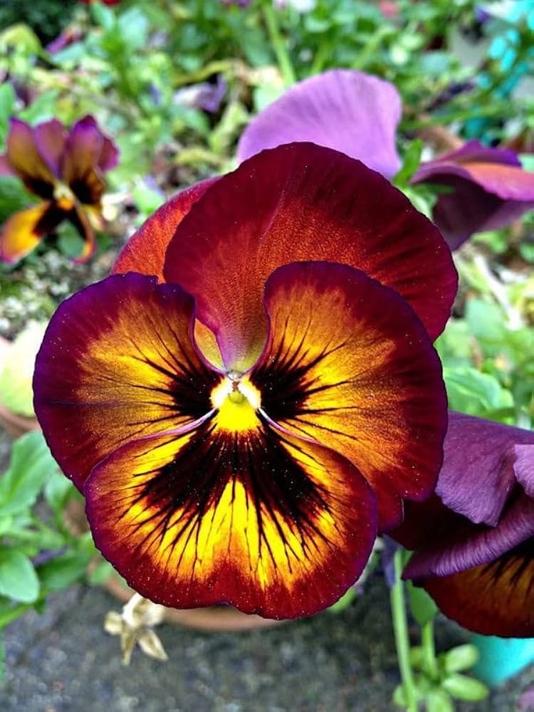 Brown Pansy Flower Seeds for Planting Cottage Garden Essential Heirloom & GMO Free Seeds for Home Garden
Sale