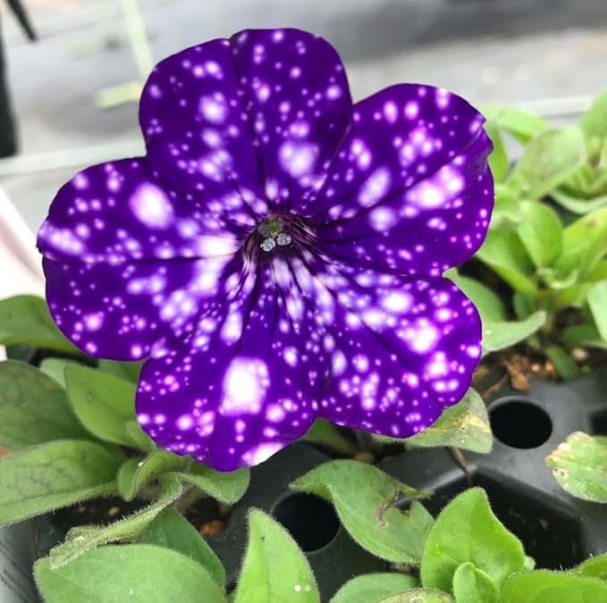 Dotted Violet Petunia Flower seeds for Planting Vibrant Colors Heirloom & GMO Free Seeds for Home Garden
Sale for planting in home garden