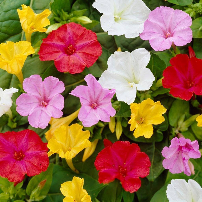 Mixed Mirabilis Jalapa Flower Seeds for Planting Fragrant Annual Blooms for Your Garden.