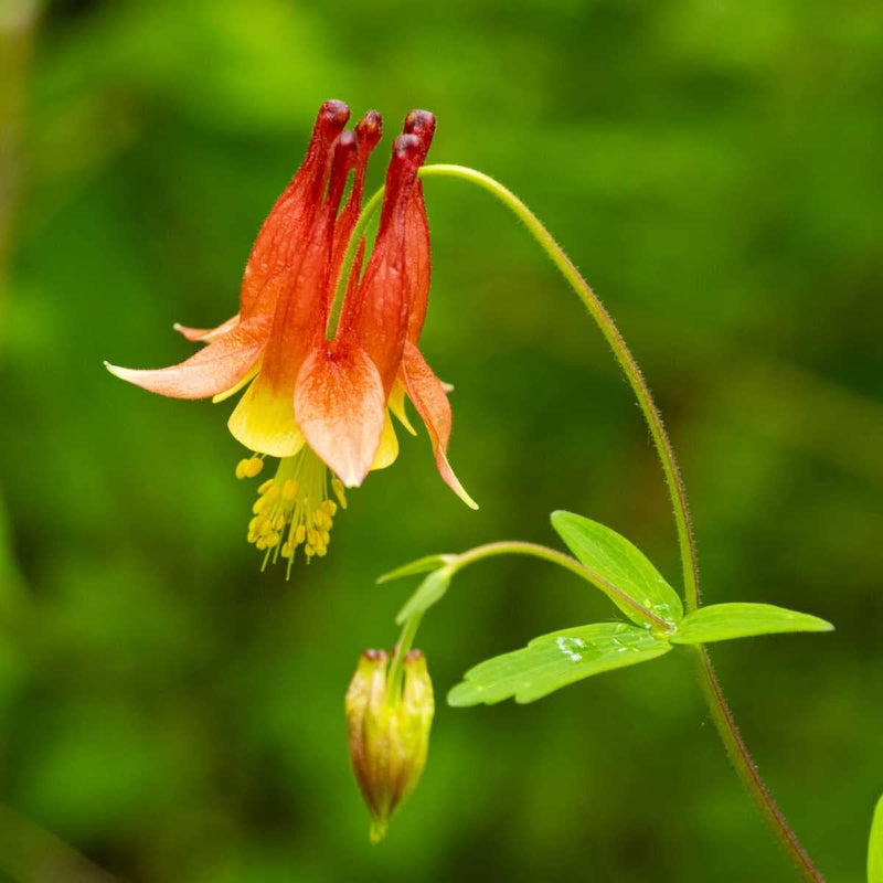 Orange Columbine Flower seeds for Planting Sun Loving Heirloom & GMO Free Seeds for Home Garden
Sale for planting in home garden