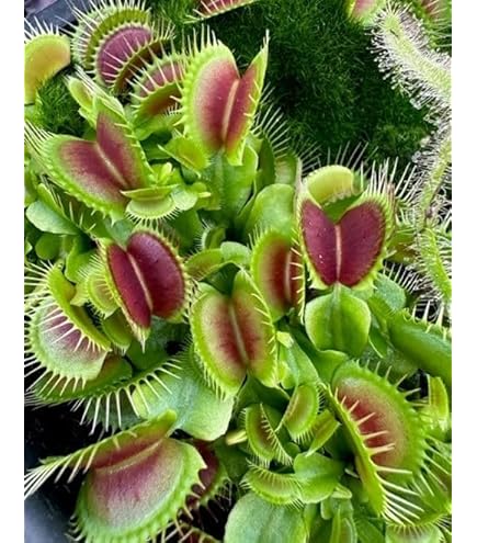 Pink Green Sundew for Planting Premium Quality Heirloom & GMO Free Seeds for Home Garden
Sale