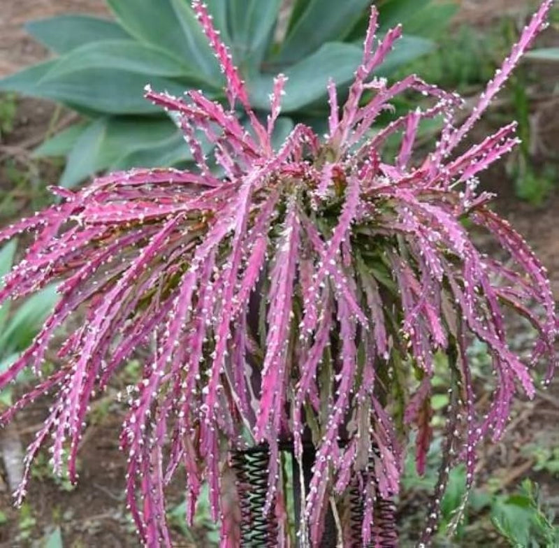 Violet Lepismium Flower seeds for Planting - Hardy Variety, Heirloom & GMO Free Seeds for Home Garden
Sale seeds for planting in home garden