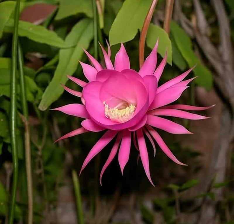 Light Pink Epiphyllum Flower Seeds for Planting – Heirloom NonGMO Organic Garden Seeds with High Germination
Sale