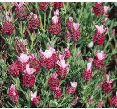 Red Lavender Flower seeds for Planting - Bright Blooms, Heirloom & GMO Free Seeds for Home Garden
Sale seeds for home garden