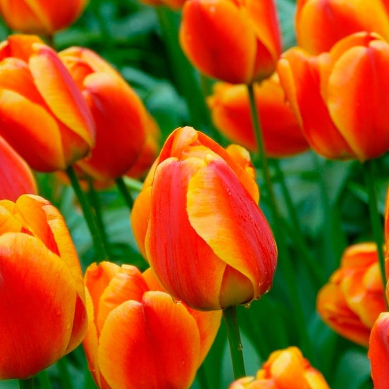 Orange Tulip Flower seeds for Planting - Easy to Grow, Heirloom & GMO Free Seeds for Home Garden
Sale seeds for home garden