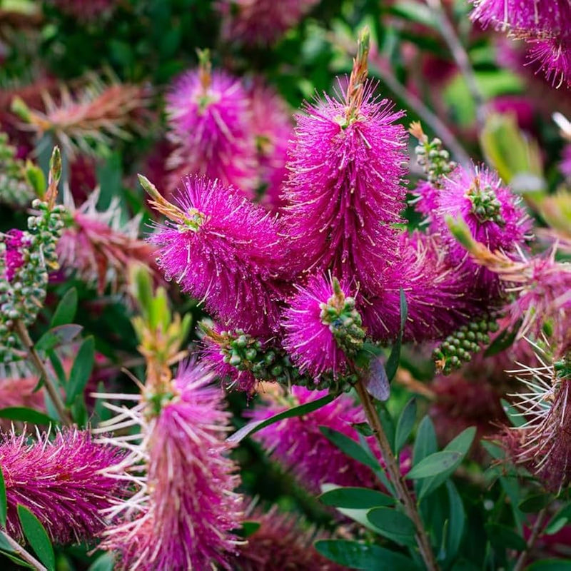 Purple Callistemon Flower Seeds for Planting Low Maintenance Heirloom & GMO Free Seeds for Home Garden
Sale