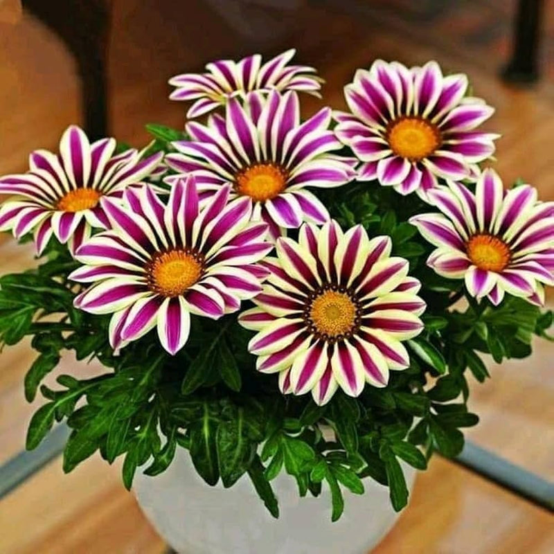 Purple Gazania Flower seeds for Planting - Shade Tolerant, Heirloom & GMO Free Seeds for Home Garden
Sale seeds for planting in home garden