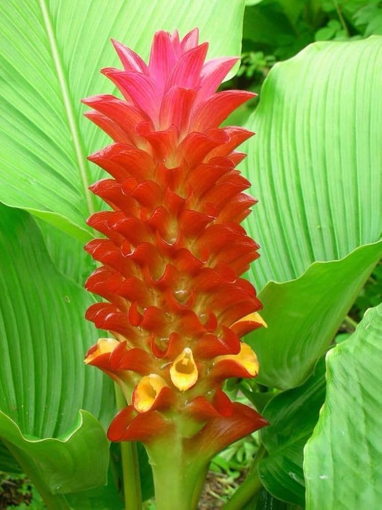 Curcuma Orange Flower Planting Seeds Vibrant Garden Color