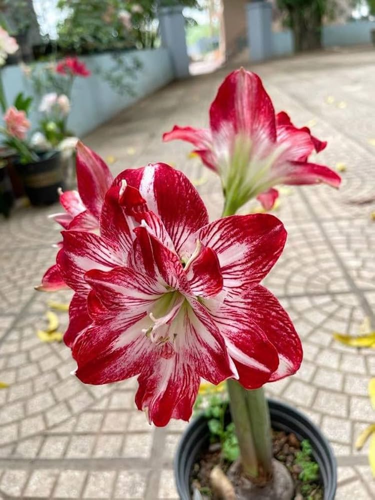 Light Red White Amaryllis Flower Seeds for Planting Fragrant Blossoms Heirloom & GMO Free Seeds for Home Garden
Sale