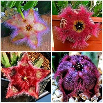 Stapelia Pulchella Succulent Flower seeds for Planting - Hardy Variety, Heirloom & GMO Free Seeds for Home Garden
Sale seeds for home garden