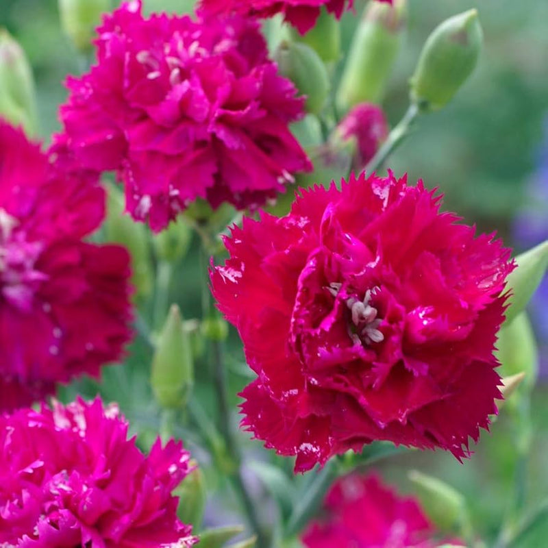 Pink Carnations Flower Seeds for Planting Compact Growth Heirloom & GMO Free Seeds for Home Garden
Sale