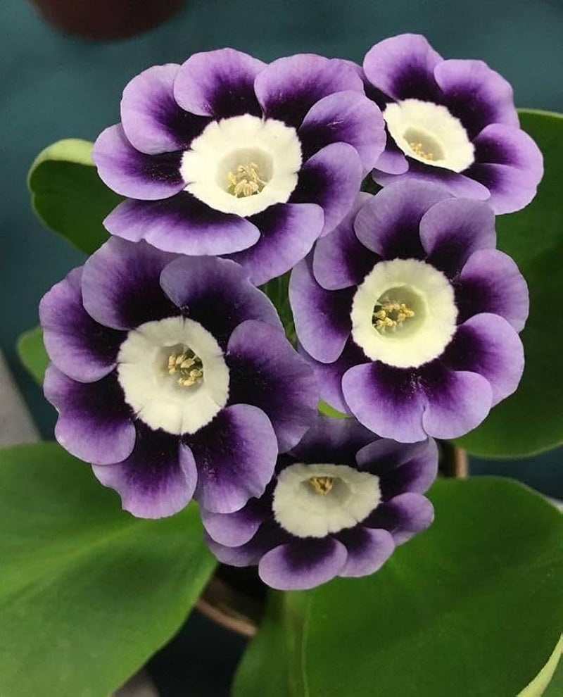 Violet Primrose Flower seeds for Planting - Garden Favorite, Heirloom & GMO Free Seeds for Home Garden
Sale for planting in home garden.