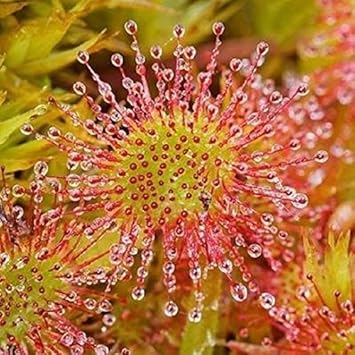 Green Hardy Sundew Flower seeds for Planting - Garden Favorite, Heirloom & GMO Free Seeds for Home Garden
Sale seeds for home garden