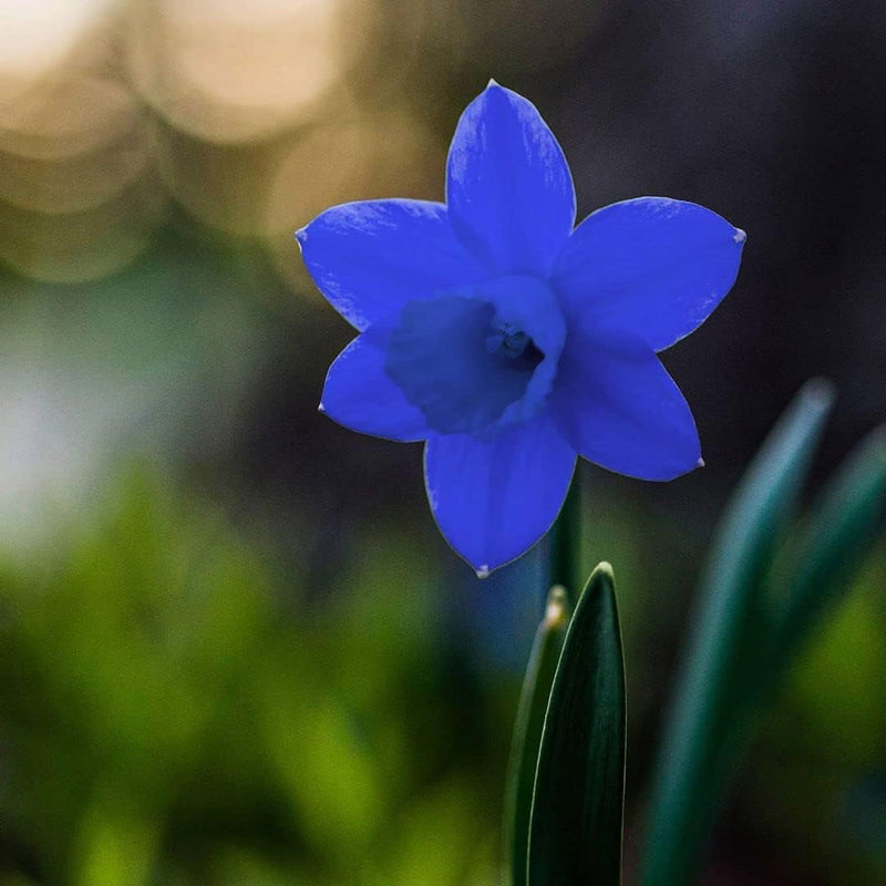 Blue Daffodil Flower seeds for Planting Vibrant Colors Heirloom & GMO Free Seeds for Home Garden
Sale for planting in home garden