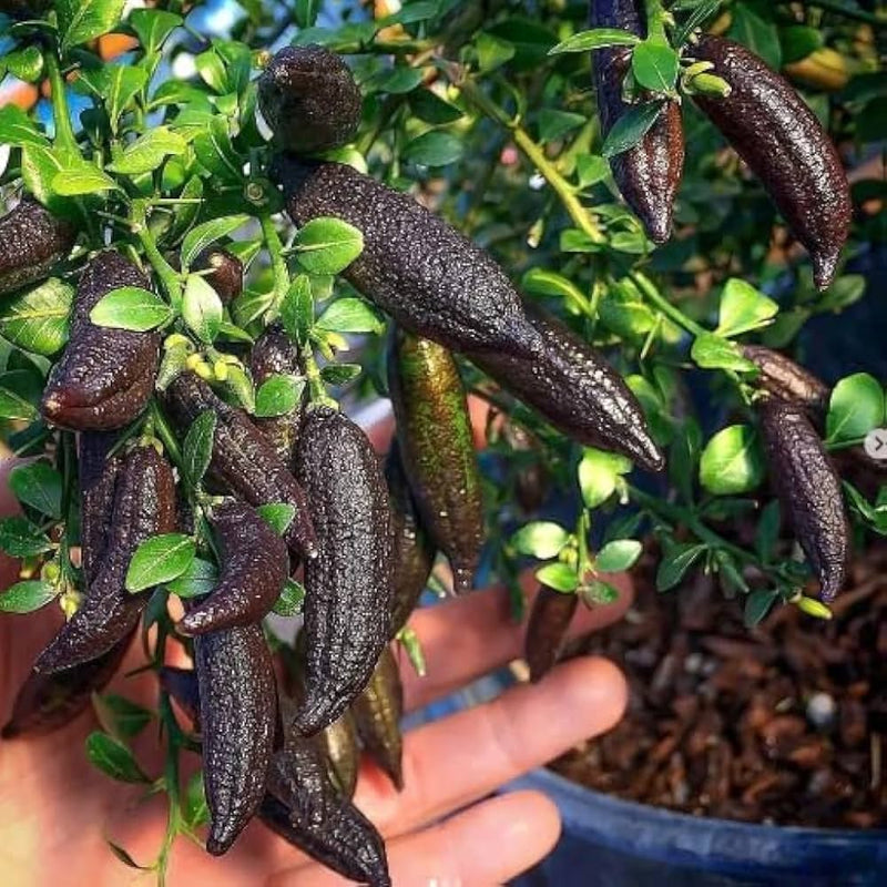 Finger Lime Seeds for Planting Grow Your Own Unique Fruit!