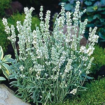 White Ellagance Snow Flower seeds for Planting - Fragrant Blossoms, Heirloom & GMO Free Seeds for Home Garden
Sale seeds for home garden