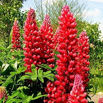 Lupine Red Flower seeds for Planting - Easy to Grow, Heirloom & GMO Free Seeds for Home Garden
Sale for planting in home garden.
