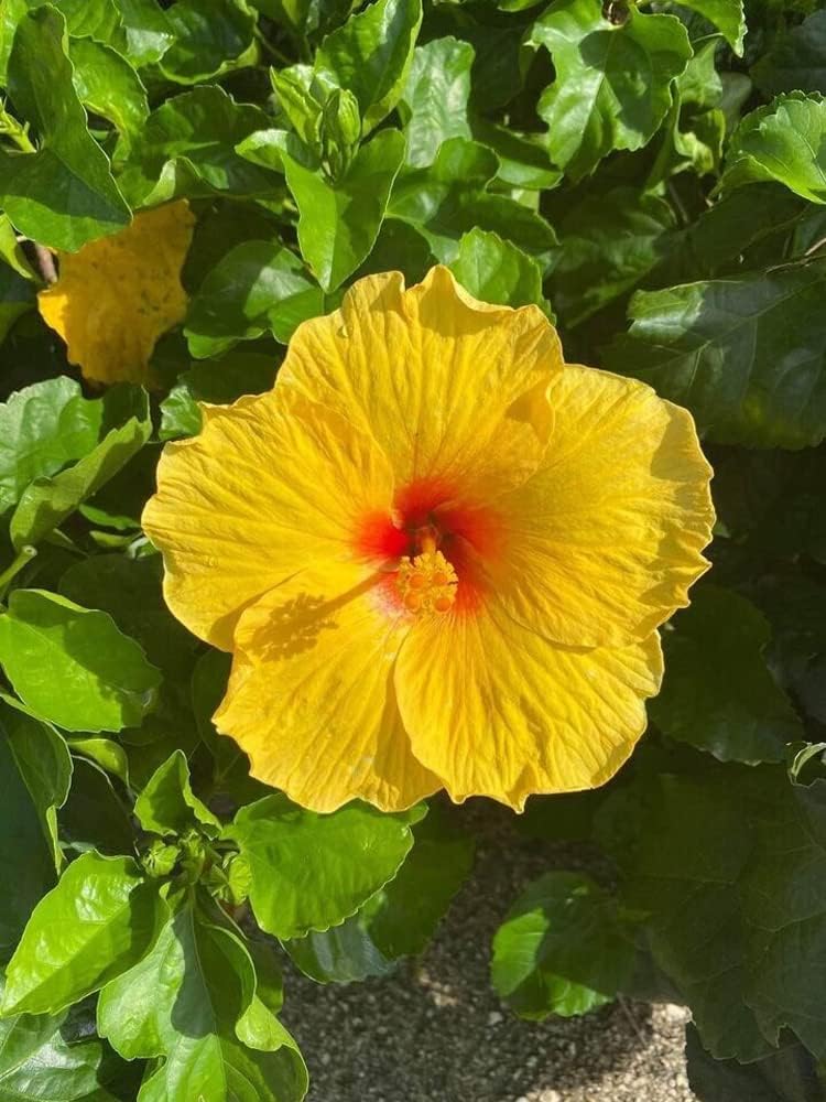 Yellow Hibiscus Flower Seeds for Planting Low Maintenance Heirloom & GMO Free Seeds for Home Garden
Sale