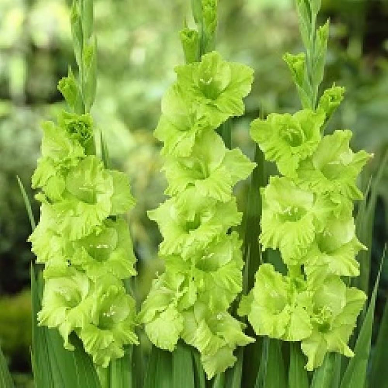 Green Gladiolus Flower Seeds for Planting Pollinator Friendly Heirloom & GMO Free Seeds for Home Garden
Sale
