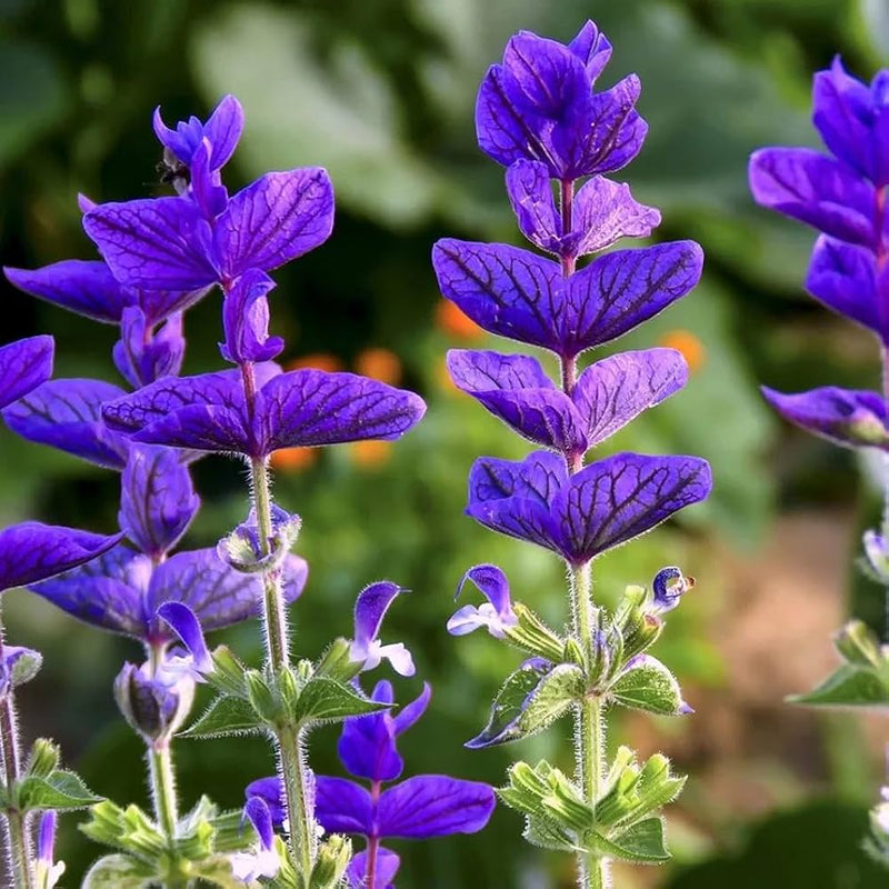 Sage Flower seeds for Planting Hardy Variety Heirloom & GMO Free Seeds for Home Garden
Sale