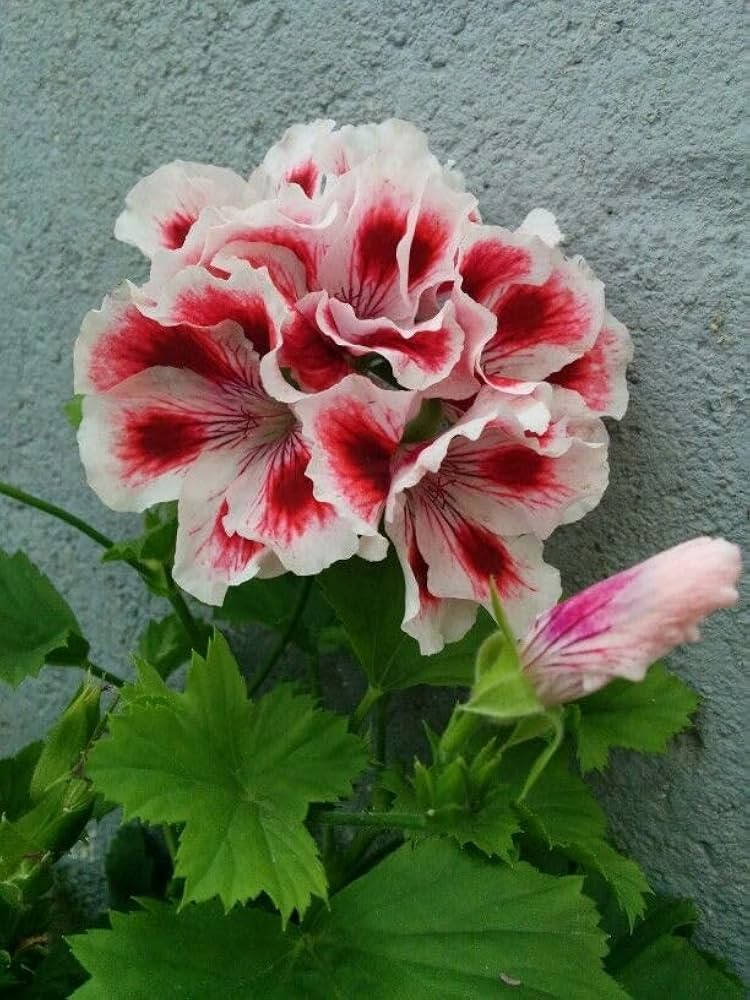 White Maroon Red Geranium Flower Seeds for Planting Perfect for Borders Heirloom & GMO Free Seeds for Home Garden
Sale