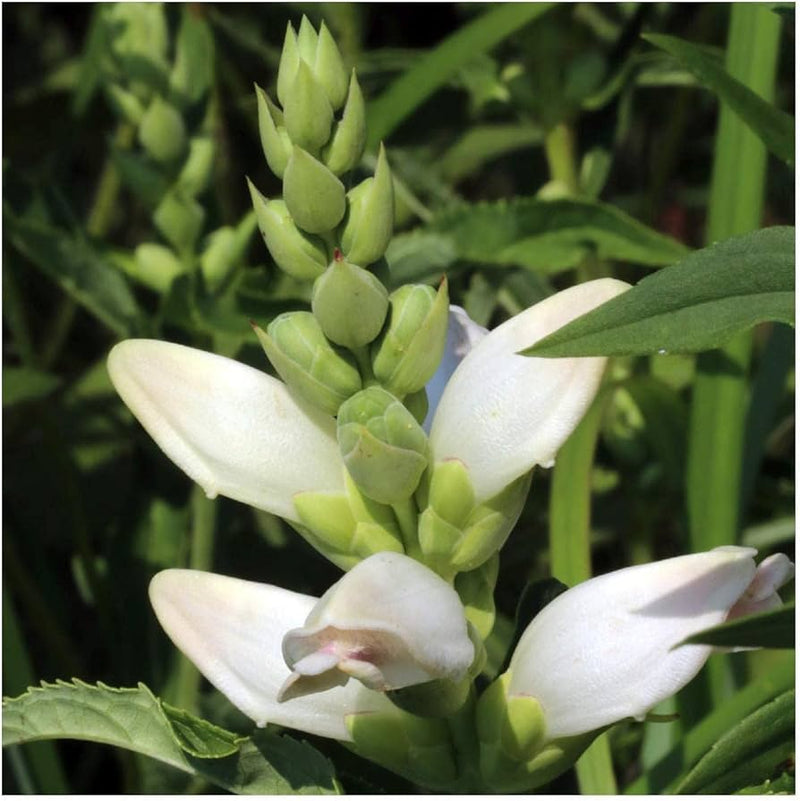 Turtlehead Chelone Glabra Native Wildflower Seeds