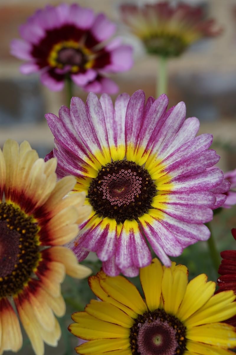 Purple Chrysanthemum Carinatum Flower seeds for Planting - Low Maintenance, Heirloom & GMO Free Seeds for Home Garden
Sale seeds for home garden