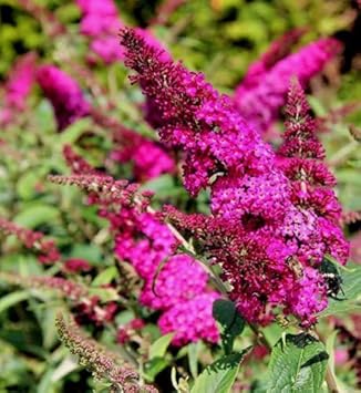 Pink Butterfly Bush Flower seeds for Planting - Low Maintenance, Heirloom & GMO Free Seeds for Home Garden
Sale for planting in home garden