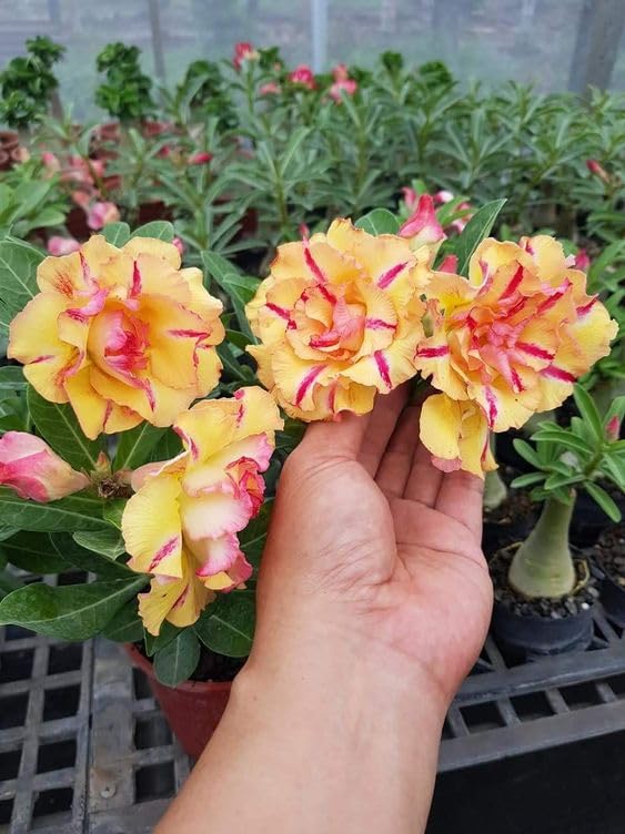 Red Light Yellow Adenium Flower Seeds for Planting Drought Tolerant Heirloom & GMO Free Seeds for Home Garden
Sale