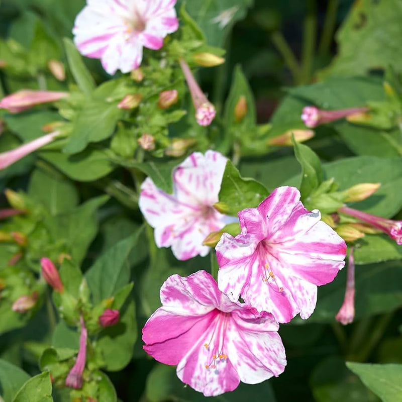 Pink White Mirabilis Flower Seeds for Planting – Heirloom NonGMO Organic Garden Seeds with High Germination
Sale