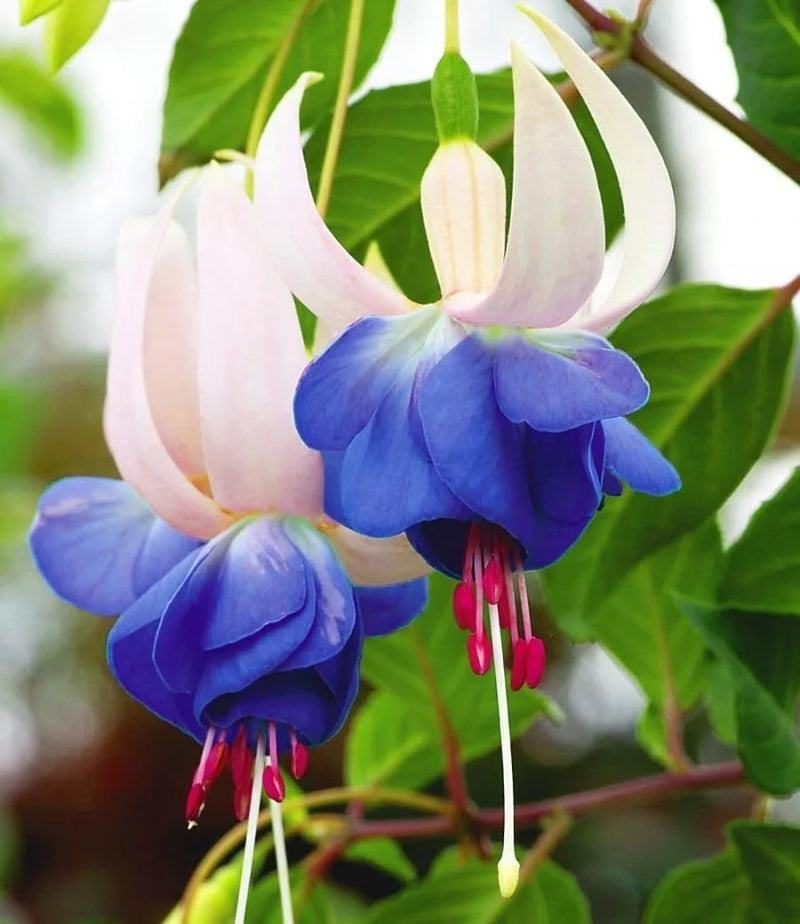 Sky Blue Fuchsia Flower Seeds – Fragrant Blossoms Heirloom & NonGMO for Home Garden
Sale