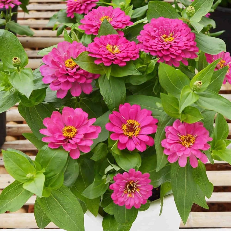 Deep Pink Zinnia Elegans Flower seeds for Planting - Wildflower Mix, Heirloom & GMO Free Seeds for Home Garden
Sale seeds for planting in home garden