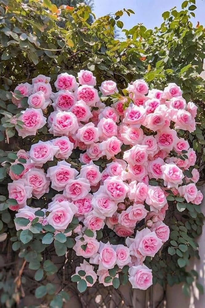 Light Pink Climbing Rose Flower seeds for Planting - Pollinator Friendly, Heirloom & GMO Free Seeds for Home Garden
Sale seeds for home garden