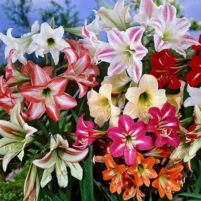 Mixed Color Amaryllis Flower Seeds for Planting Cut Flower Favorite Heirloom & GMO Free Seeds for Home Garden
Sale