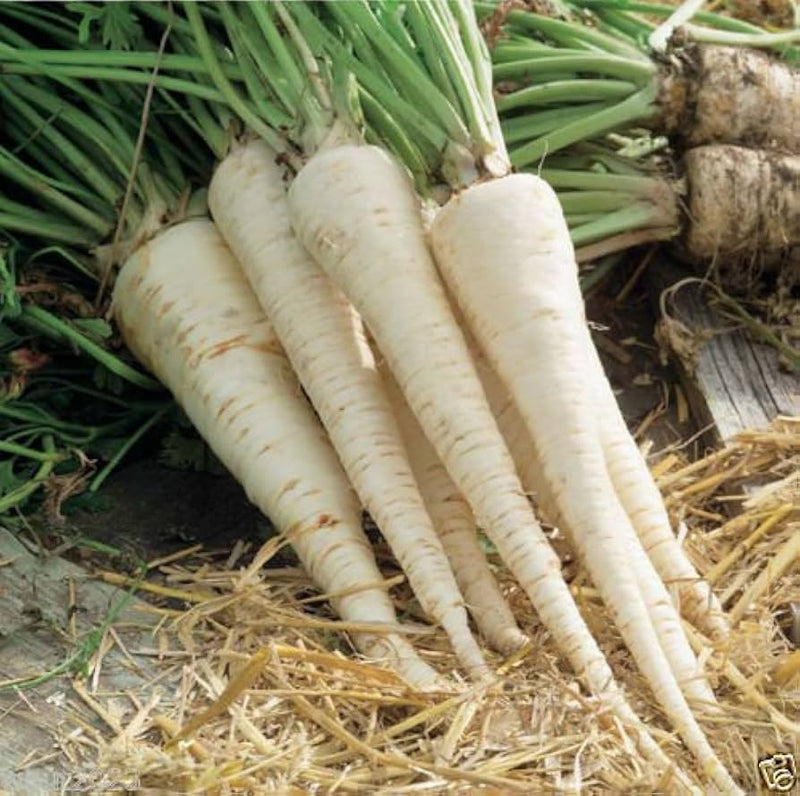 Hamburg Rooted Parsley Petroselinum crispum seeds for kitchen garden